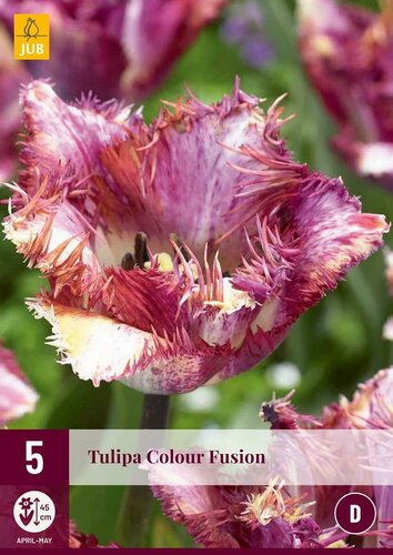Tulp Colour Fusion 5 bollen