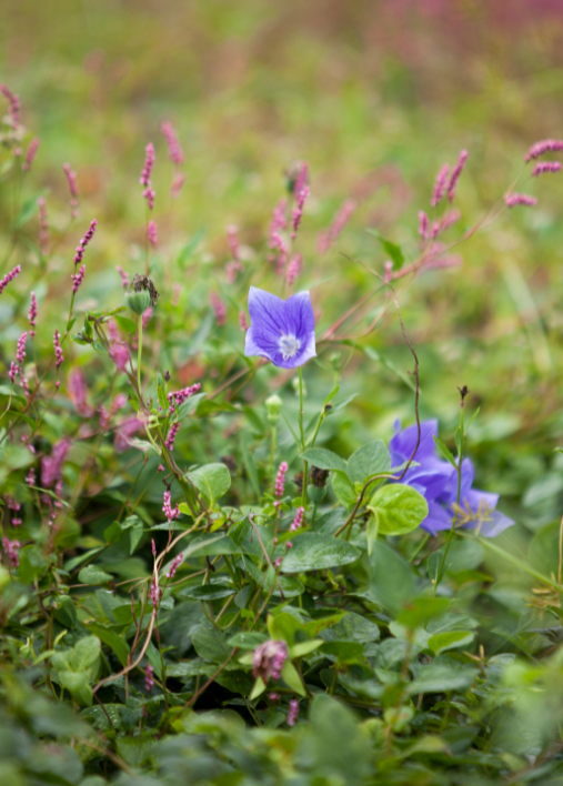 Inheemse bloemzaden online bestellen | KoopZaden.nl