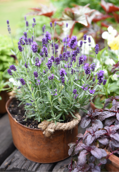 Lavendel zaden online bestellen | KoopZaden.nl