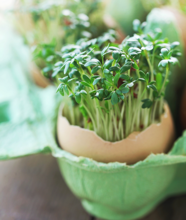 Tuinkers zaden online bestellen | KoopZaden.nl