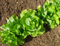 dans slepen taal Moestuin zaden voordelig online kopen bij KoopZaden.nl