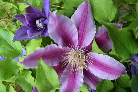 Clematis