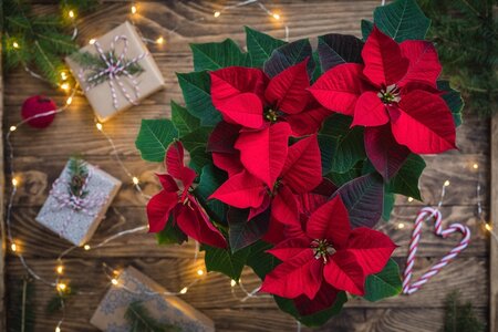 Dé kerststerren van ons tuincentrum