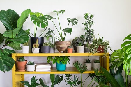 Top 7 trendy kamerplanten voor 2020