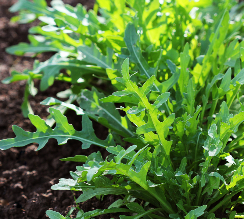 Rucola kweken? Zaden kopen | KoopZaden.nl