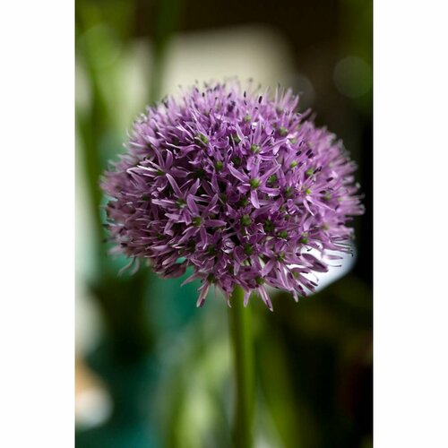 Bio allium gladiator 1 bol - afbeelding 2