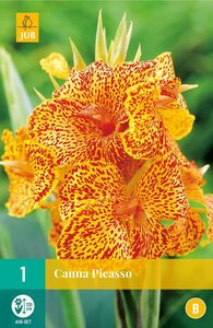 Canna Picasso - afbeelding 2