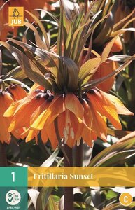 Fritillaria imperialis sunset 1 bol