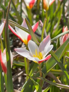 Tulp clusiana stellata 10 bollen - afbeelding 2