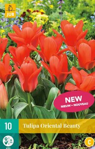 Tulp oriental beauty 10 bollen - afbeelding 2