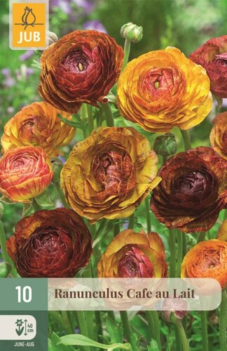 Ranunculus cafe au lait 10 knollen