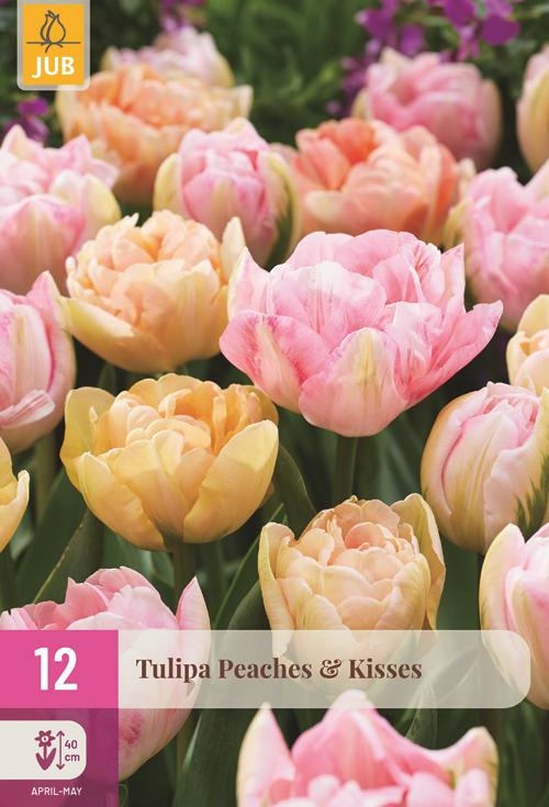 Tulpen peaches & kisses 12 bollen