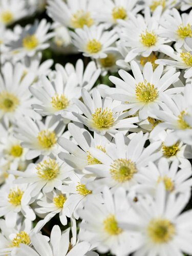 Anemoon coronaria bride 15 bollen - afbeelding 2