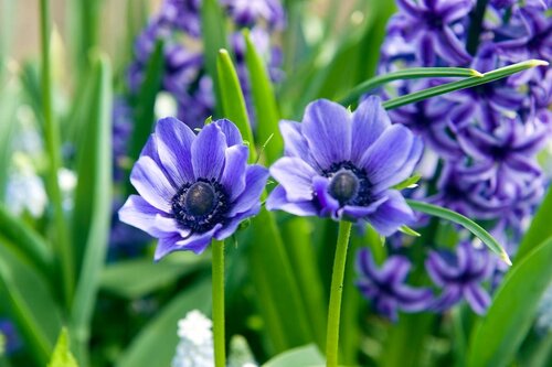 Anemoon coronaria Lord Lieutenant 15 bollen - afbeelding 2