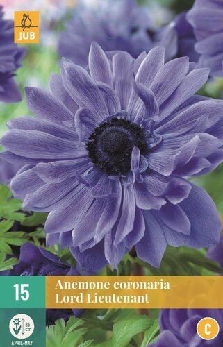 Anemoon coronaria Lord Lieutenant 15 bollen - afbeelding 1