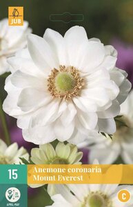 Anemoon coronaria mount everest 15 bollen