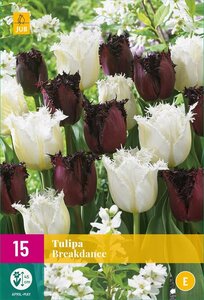 Tulpen breakdance mix 15 bollen