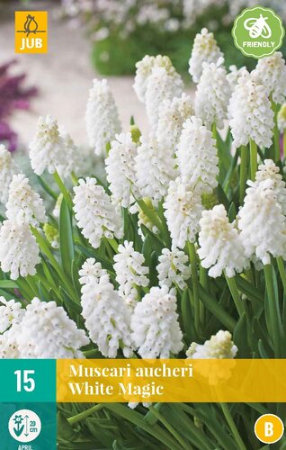 Muscari aucheri white magic 15 bollen - afbeelding 1