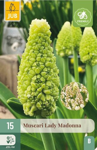 Muscari lady Madonna 15 bollen