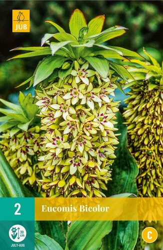 Eucomis bicolor 2 bollen - afbeelding 1