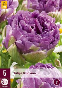 Tulp blue wow 5 bollen