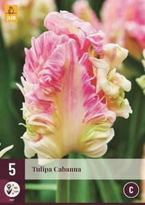 Tulp Cabanna 5 bollen