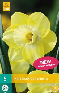 Narcis cairngorm 5 bollen