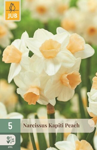 Narcissen kapiti peach 5 bollen