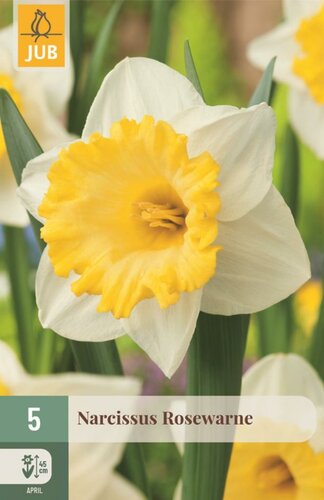 Narcis Rosewarne 5 bollen