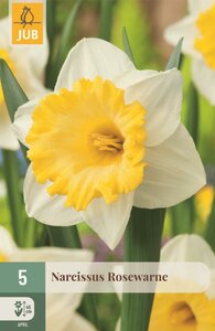 Narcis Rosewarne 5 bollen