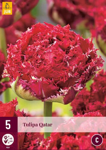 Tulp Qatar 5 bollen