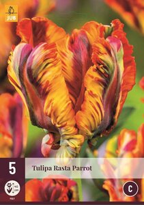 Tulp rasta parrot 5 bollen - afbeelding 1