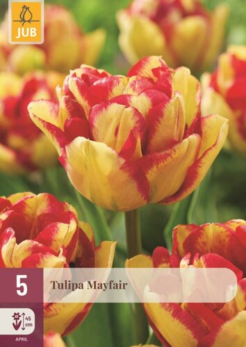 Tulp mayfair 5 bollen