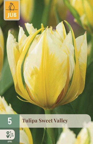 Tulpen sweet valley 5 bollen