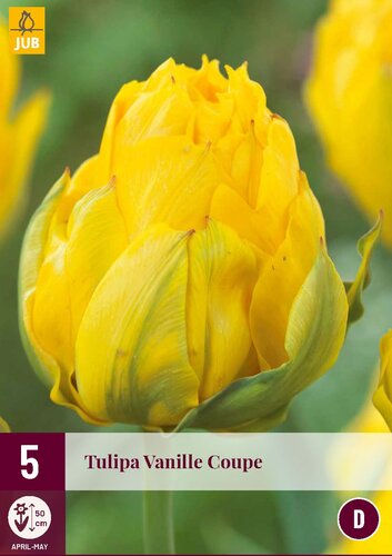 Tulp vanille coupe 5 bollen