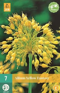 Allium yellow fantasy 7 bollen