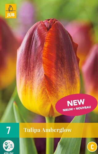 Tulp Amberglow 7 bollen