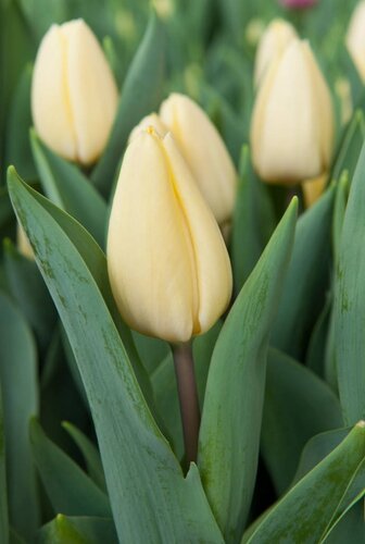 Tulp creme fraiche 7 bollen - afbeelding 2