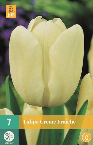 Tulp creme fraiche 7 bollen - afbeelding 1