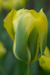 Tulp Formosa 7 bollen - afbeelding 2