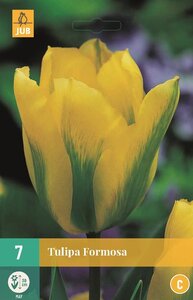 Tulp Formosa 7 bollen - afbeelding 2