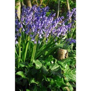 Bio Hyacinthoides hispanica blauw 7 bollen - afbeelding 2