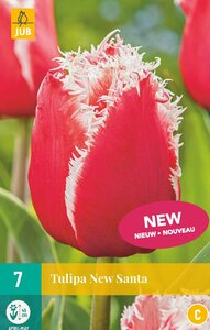 Tulp new santa 7 bollen