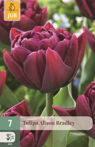 Tulp Alison Bradley 7 bollen