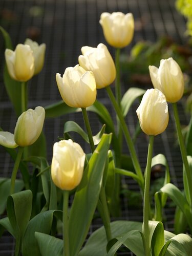 Tulp Catherina 7 bollen - afbeelding 2