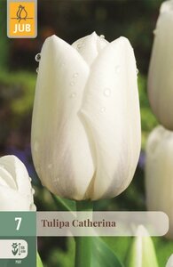 Tulp Catherina 7 bollen - afbeelding 1