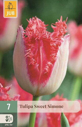 Tulp sweet Simone 7 bollen