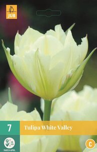 Tulp white valley 7 bollen