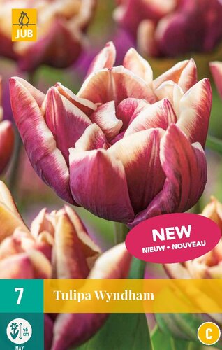 Tulp Wyndham 7 bollen