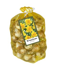 70 Narcisbollen